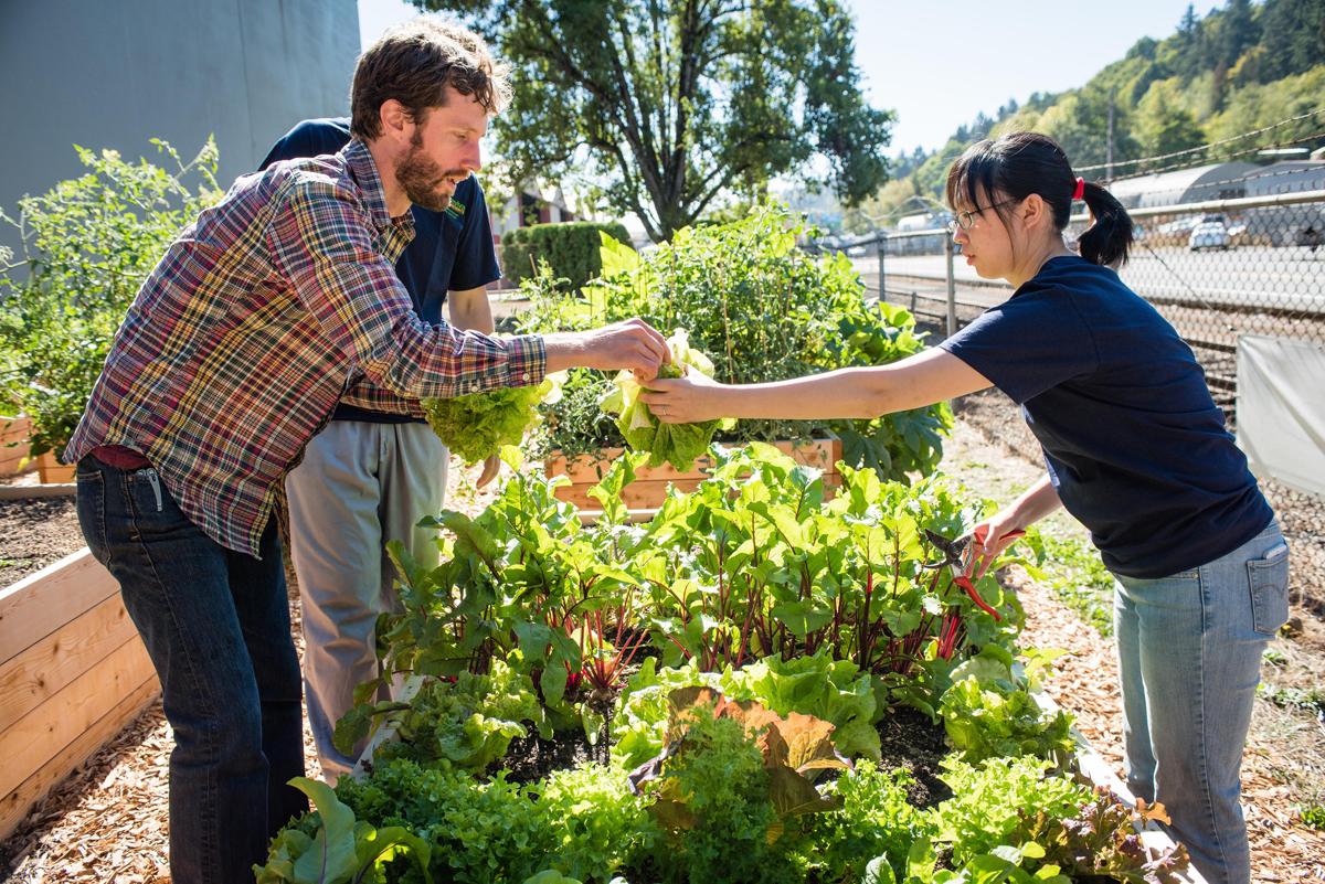 Turn Your Lawn Into An Edible Garden | Steve's Weave