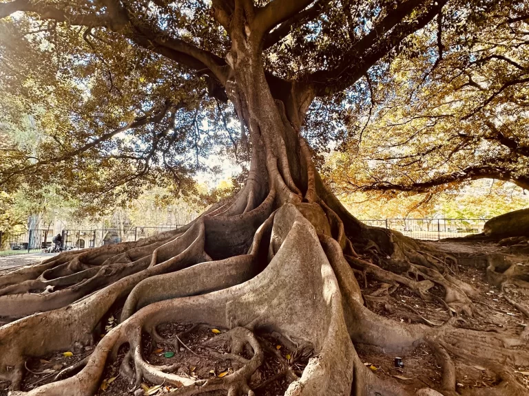 SW good clout 1 768x576