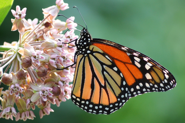 SW natural awakenings 1