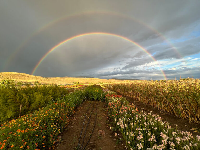 fiddlersgreenfarm6 768x576