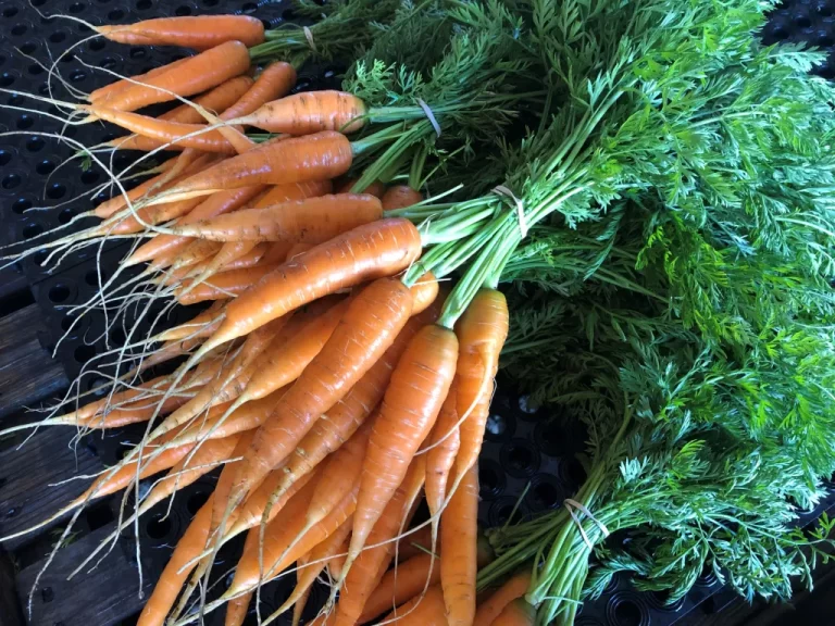 songbirdhaven1 768x576