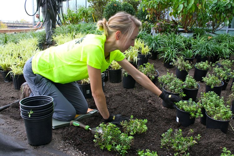 sw recover green roofs 3