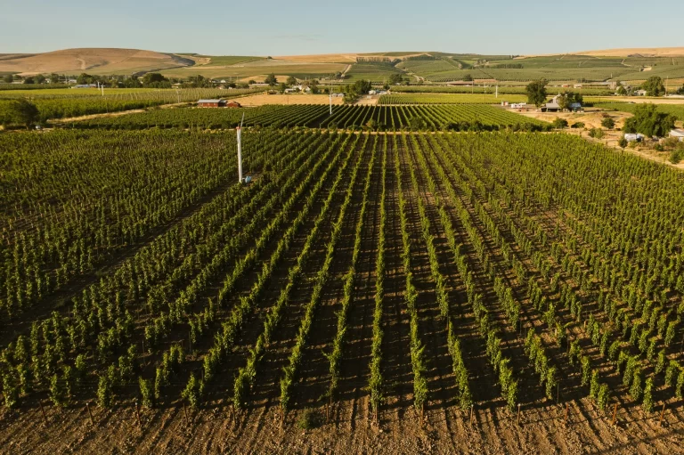 thewallsvineyard3 768x511